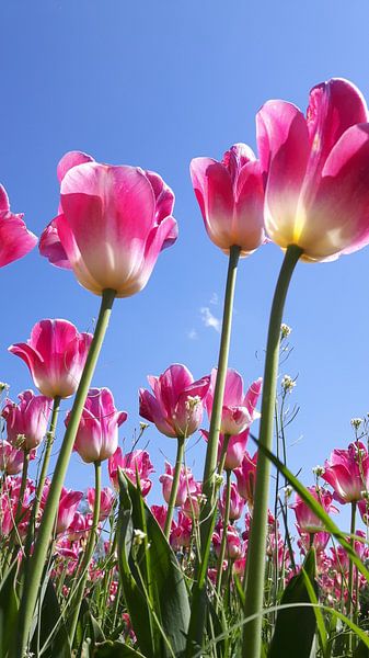 Tulpenwald par Kristina Büssow-Giersch