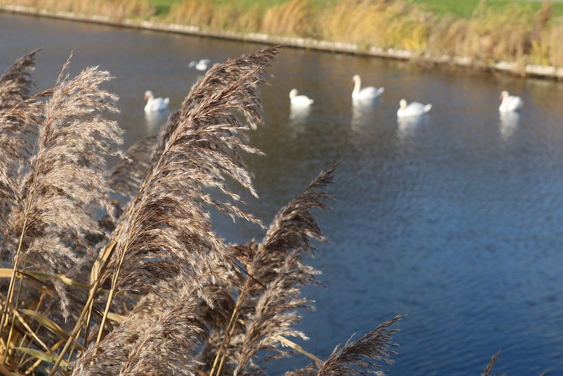 ornamental grass next to the water by Rosalie Broerze