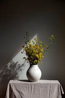 Still life of turnip seed in spring sunshine