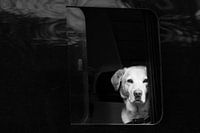 weißer Hund in schwarzem Van