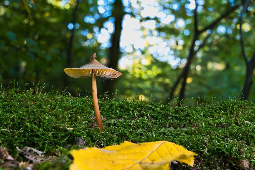 Ein Blick auf Pilze in einem hohlen Baum von Andreas Völkel