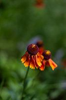Summer flowers | Netherlands | August | photo of nature