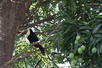 Toucan