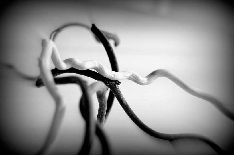 Ondulatoire von Martine Affre Eisenlohr