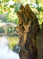 "Wächter der Dommel