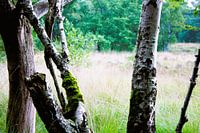 Blick auf das offene Feld