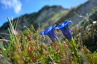 Blue Gentian high up on the mountains
