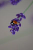 lieveheerstbeestje aan hangende lavende