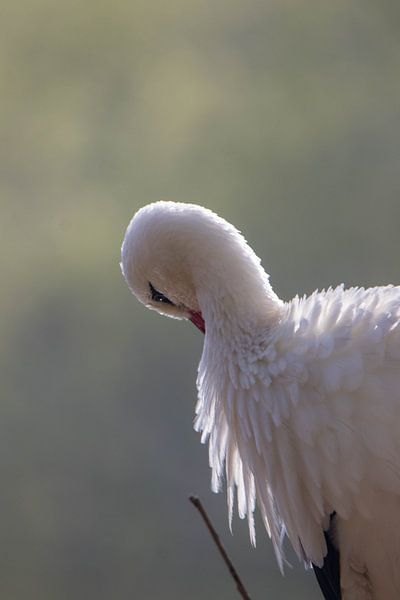 Une belle cigogne européenne #2 par Selwyn Smeets - SaSmeets Photography