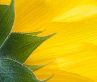 Detail einer Sonnenblume