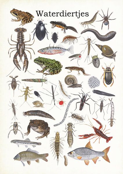 Water animals by Jasper de Ruiter