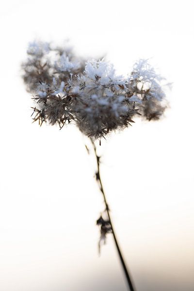 Daucus carota minimalime mit Frost im Winter von Steven Dijkshoorn
