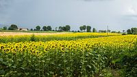 The sunflower field