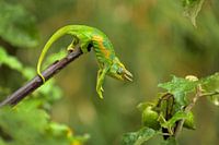 Three horned chameleon