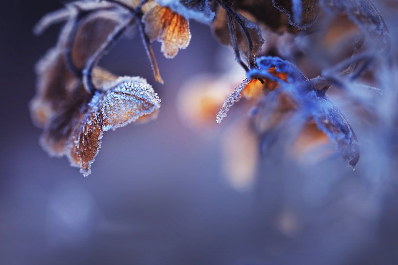 Hortensie III von Maayke Klaver