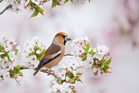 apple finch in the blossom