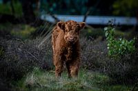 schotse hooglander