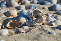 Muscheln am Strand