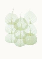 Rariteitenkabinet_Bladeren_02