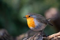 Robin on branch