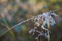 Tautropfen bei Sonnenaufgang