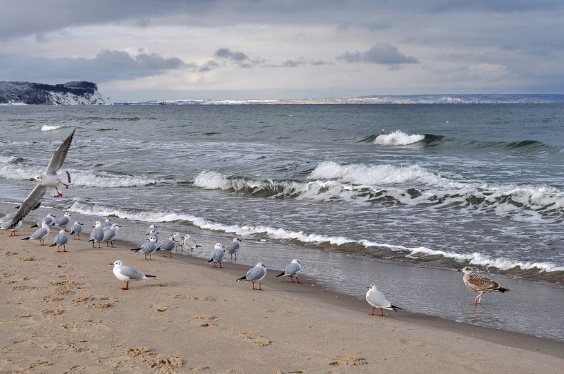 Meeuwen op het noordelijk strand in Göhren van GH Foto & Artdesign
