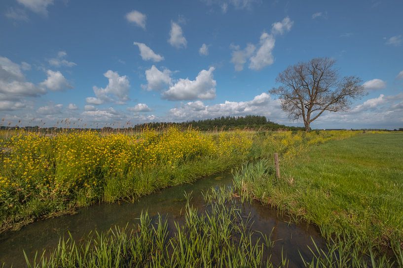 L'arbre dans le paysage par Moetwil en van Dijk - Fotografie