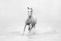 Cheval blanc en liberté | noir et blanc | photographie de cheval