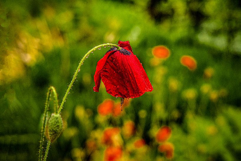 Avec objectif analogique Brouillard de prairie de fleurs de forêt par Johnny Flash