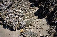 Coquilles et rock sur la plage de Bretagne