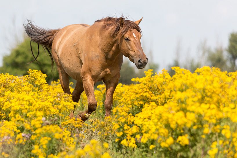Horses | Red Conic horse - Oostvaardersplassen by Servan Ott