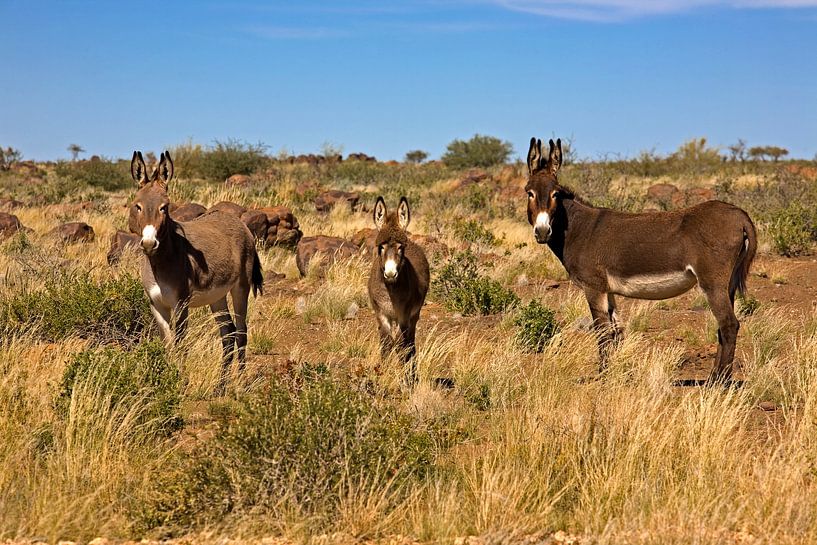 Nieuwsgierigheid in de steppe - Verwilderde tamme ezels in Namibië van WeltReisender Magazin