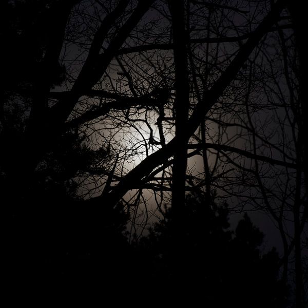 Fearful of the night by Dick Nieswaag