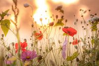 Poppies on the estate in Beesd