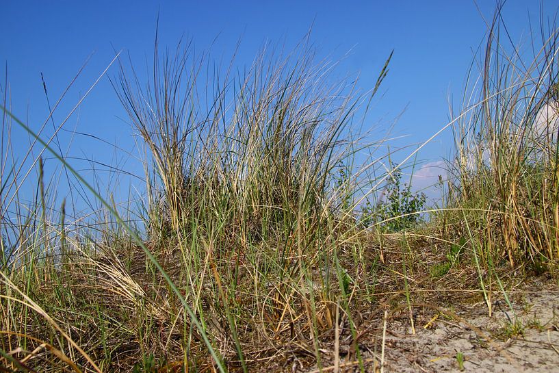 Grass in the dunes by Rolf Pötsch