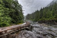 Tree stump in the riverbed