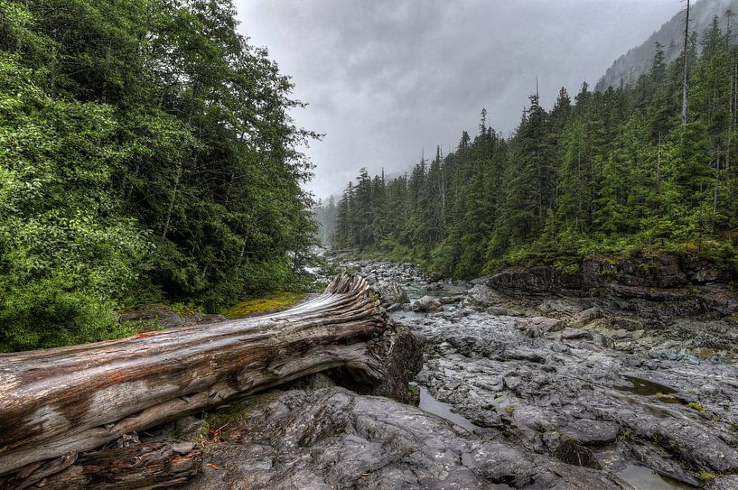 Souche d'arbre dans le lit de la rivière par Jaap Voets