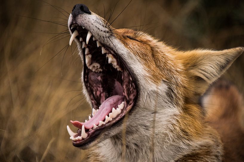 Vos. par Robert Moeliker