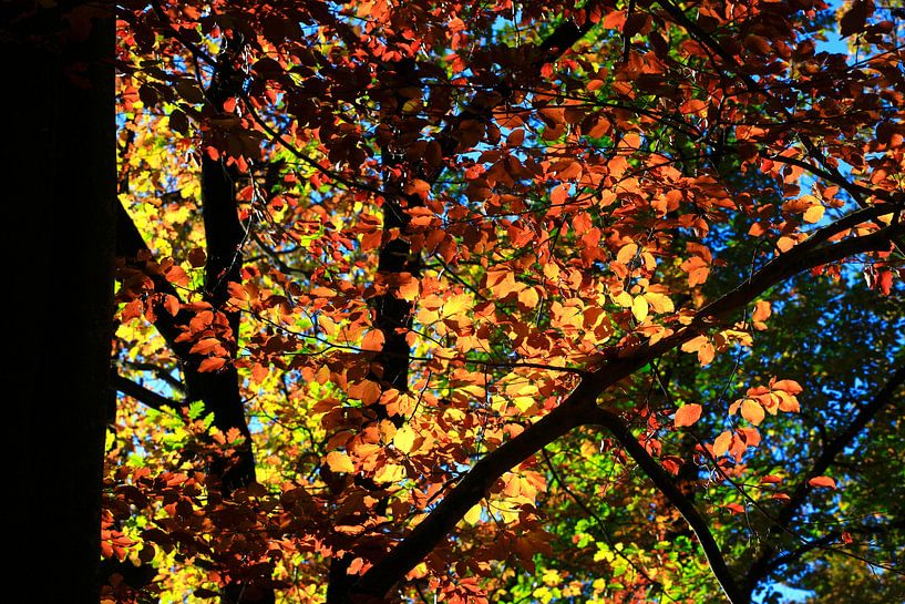 Beech by Thomas Jäger