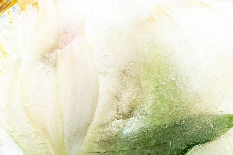 Weiße Blume | Gefrorene Blätter von Nanda Bussers