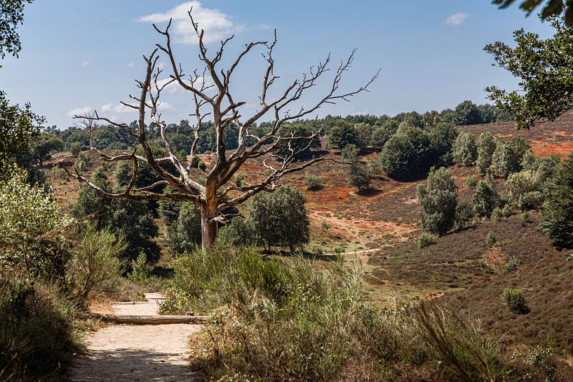 Carcass of dead tree in Veluwe landscape by Mayra Fotografie