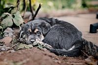 7 Wochen alter Welpe / Kreuzung aus Berner Senne, Labrador und Golden Retriever /