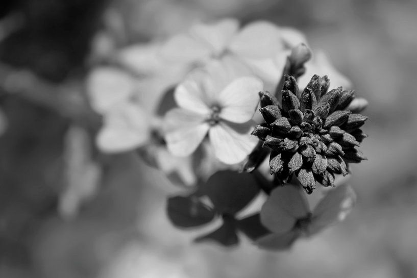 zen flower by geen poeha