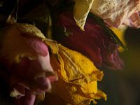 Melancholy and past beauty #5