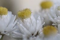 Macro flower in soft white