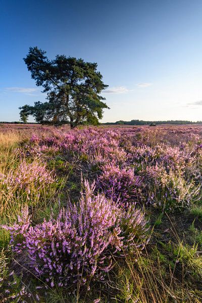 Blühende Heidekrautpflanzen während des Sonnenaufgangs im Sommer von Sjoerd van der Wal Fotografie