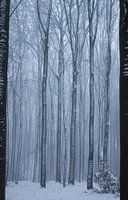 Winter wonderland in the Vijlenerbos