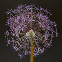Allium