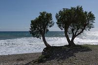 Arbres en bord de mer