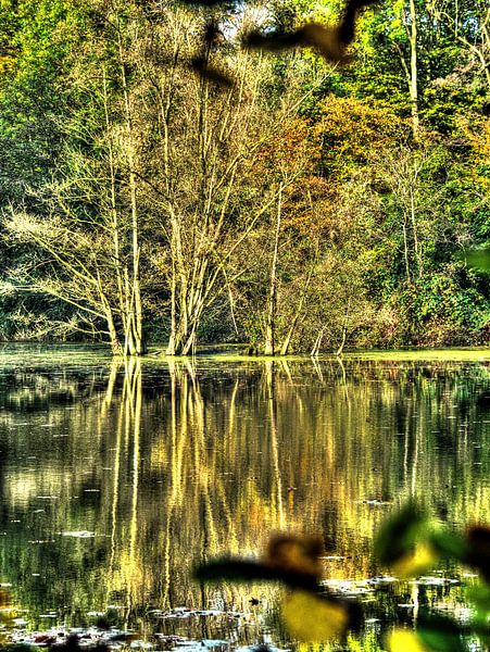 Arbres dans l'eau par Edgar Schermaul